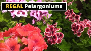 Regal Pelargoniums [upl. by Kreiker]