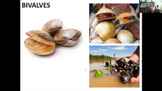 Bivalves de água doce Importância ecológica [upl. by Natrav]