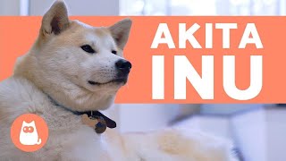 AKITA INU  Caractéristiques comportement et soins [upl. by Atter]