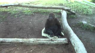 San Diego Zoo gorillas mating 112011 [upl. by Lemrahs275]