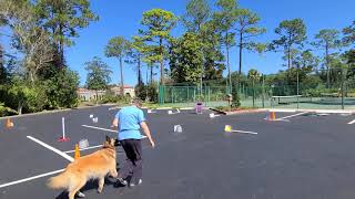 AKC Virtual Novice Obedience Demo [upl. by Lette]