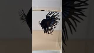 Crowntail emang sekeren ini sih 😎🔥 bettaverse cupang bettafish short betta bettavideo fyp [upl. by Ayikat125]