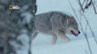 Le loup gris à la chasse des bisons [upl. by Mellen]