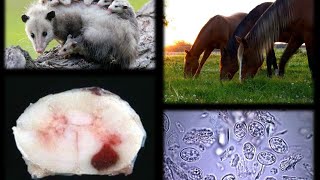 EQUINE PROTOZOAL MYELOENCEPHALITIS EPM [upl. by Hellene]