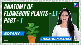 Meristematic Tissue  Anatomy of Flowering Plants Class 11 Biology Concepts Pt 1  NEET 2024 Exam [upl. by Crystal]