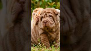 Top 5 Smelliest Dog Breeds [upl. by Alexandre]