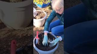 🤩 Hosta Root Planting in Containers 🪴 shorts hostas [upl. by Skantze]