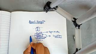 BASAL GANGLIA physiology with most important points ch 57 guyton part 1 [upl. by Nomrac395]