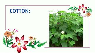 EXAMPLES FOR SHRUBS shrubs plant name in English Shrubs 10 examples for shrubs shrubs botafogo [upl. by Thapa]