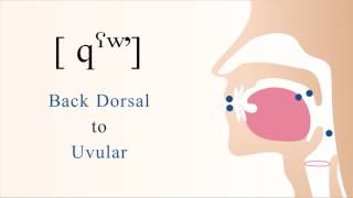 qˤʷʼ  unvoiced labialized pharyngealized back dorsal uvular ejective stop [upl. by Prakash]