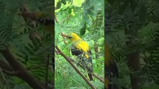 yellowbird হলদে পাখিটা nature wonder বেনেবউ birds birdspecies beautiful [upl. by Reilamag]