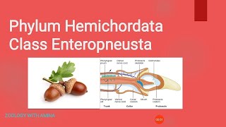 Phylum Hemichordata Class Enteropneusta [upl. by Tioneb]