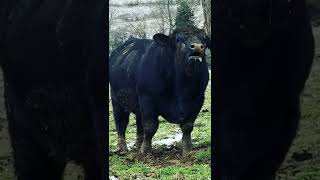 The Inseminating Bull Breed Aberdeen Angus [upl. by Sparrow]