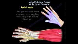 Nerve injury of the upper extremity  Everything You Need To Know  Dr Nabil Ebraheim [upl. by Cul799]