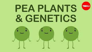 How Mendels pea plants helped us understand genetics  Hortensia Jiménez Díaz [upl. by Pearman763]