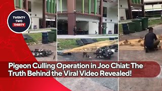 Shocking Pigeon Culling Operation in Joo Chiat The Truth Behind the Viral Video Revealed [upl. by Forest89]