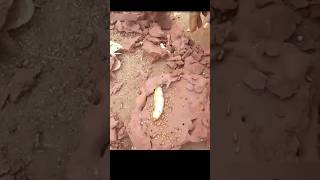 रानी दीमक का घर  house of queen termite shorts amazing [upl. by Akelam]