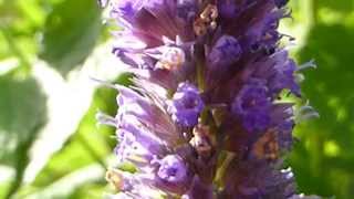 Anise Hyssop  Agastache foeniculum  Aníssópur  Sumarblóm  Skodýr [upl. by Ecnarretal]