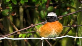 WWT Slimbridge Common Redstart [upl. by Odnanreh]