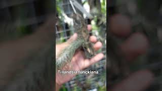 Tillandsia funckiana anggrek orchid tillandsiafunckiana [upl. by Tennos374]