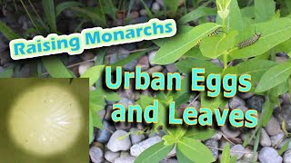 Raising Monarchs  Urban Eggs and Leaves Help The Monarch Butterfly [upl. by Dicky106]