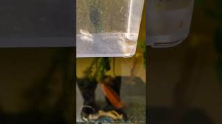 The new Desert Gobies hunting n feeding on live Daphnia 2024 shorts [upl. by Stine]