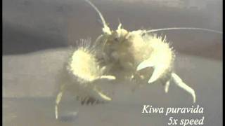 Yeti crab eating bacteria from its claws [upl. by Cowie]