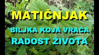 MATIÄŒNJAK  Biljka Koja VRAÄ†A RADOST Å½IVOTA [upl. by Ylera]