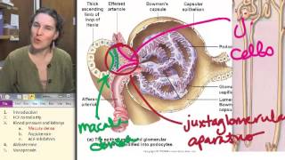 Popular Classic Sp13 Macula densa [upl. by Eiblehs]