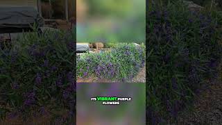 Attract Wildlife to Your Garden with Purple Coral Pea [upl. by Zurn]