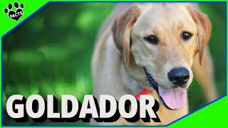 Goldador Dogs 101 Golden Retriever and Labrador Retriever Mix [upl. by Bourque]