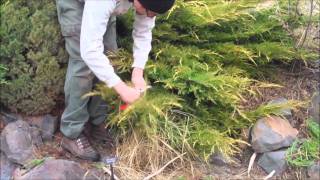 Tip Pruning a Juniper [upl. by Tollmann]