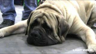 English Mastiff  December 2011 [upl. by Ecinnej]