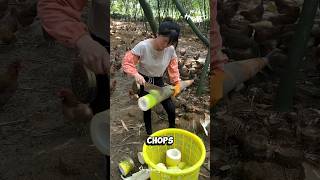 Chopping Giant Bamboo Shoots [upl. by Chappie]