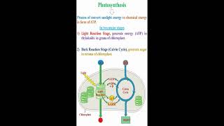 Photosynthesis Meaning geneticteacher [upl. by Creigh586]