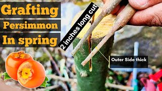 Grafting persimmon in spring  Grafting persimmon tree [upl. by Eelyak]