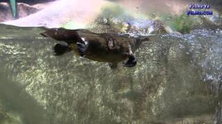 Australian Platypus swimming in a Public Aquarium [upl. by Pisarik]