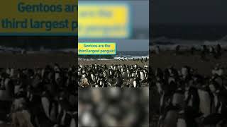 🐧 Gentoo Penguins are getting their big break on NatGeoKids AmazingAnimals Penguin [upl. by Slorac]