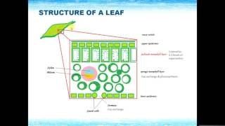 IGCSE BIOLOGY REVISION  Syllabus 6 Plant nutrition [upl. by Nahn473]