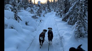 Skijoring With 2 Dogs Through the Alaska Forest [upl. by Ttehc490]