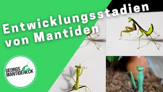 Alle Entwicklungsstadien der Mantodea von L1 bis L10  Hierodula majuscula [upl. by Adnalro]