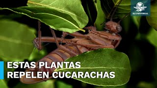 Estas plantas ahuyentan a las cucarachas y puedes tenerlas en casa [upl. by Jonathon542]