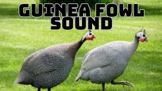 guinea fowl sound guinea fowl song [upl. by Harli471]