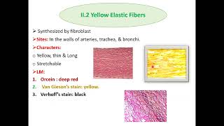 Histopathological techniques Connective tissue staining and clinical applications [upl. by Sivram]