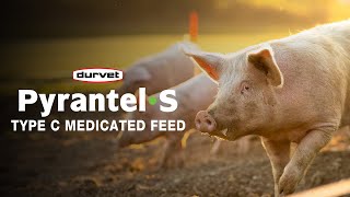 PyrantelS Your Solution for Parasite Prevention and Treatment for Your Pigs [upl. by Ffirahs]