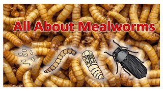 All About Mealworms [upl. by Aticnemrac228]