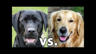 Golden Retriever vs Labrador Retriever Which Is Better [upl. by Osnerol275]