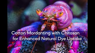 Cotton Mordanting with Chitosan for Enhanced Natural Dye Uptake [upl. by Tnayrb]