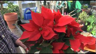 How to Get Poinsettias to Bloom [upl. by Dedra]