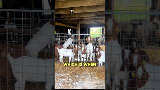 These goats went SILENT when she did this 😂 [upl. by Cinda]